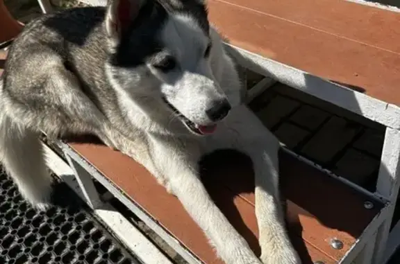 Найдена собака, , фото: Собака найдена: Панфиловская ул., 13