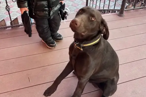 Пропала собака, ул. Нахимова 39, Астрахань