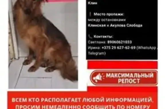 Пропала собака, Клинская 52 к2, Клин