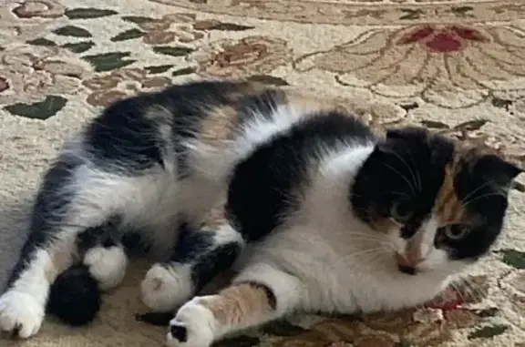 Пропала кошка Белка, ул. Сайфи Кудаша