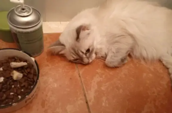 Кошки потеряшки, Омск, фото: Потеряшка кошка, пр. Мира 165Г, Омск