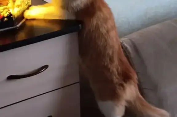 Кошки потеряшки, Красноярск, фото: Потеряшка кошка, Амурская ул., 26, Крск.