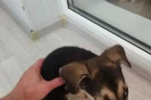 Найдена собака, ул. Лавочкина 7, Волгоград