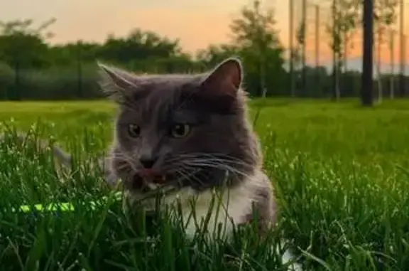 Пропала кошка, ул. Скандинавская, 1 к4