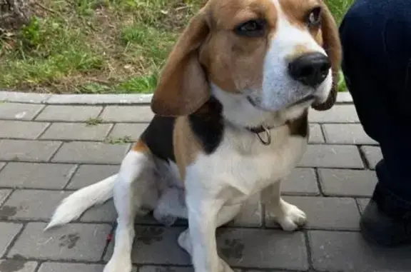 Собака найдена: ул. Тимме, 10 к1, Архангельск