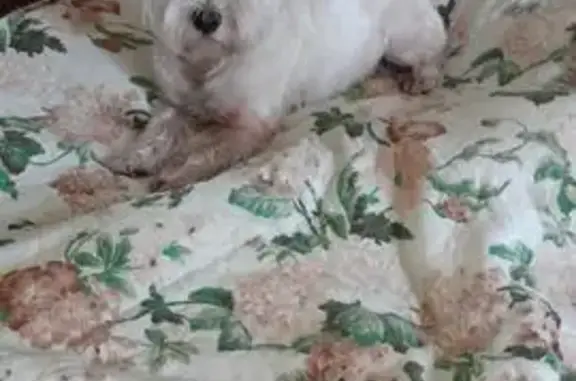 Найдена собака, Москва, фото: Найдена собака, Шокальского 59 к2, Москва