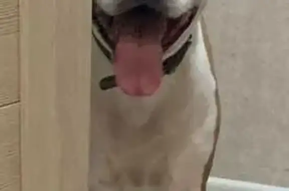 Собаки потеряшки, Мытищи, фото: Потеряшка собака, ул. Терешковой 7, Мытищи