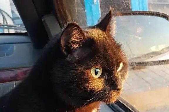 Кошки потеряшки, муниципальный округ Анапа, фото: Потеряшка кошка, Краснодарский край