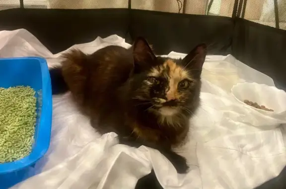 Найдена кошка, Красноярск, фото: Кошка найдена на ул. Мечникова, Красноярск