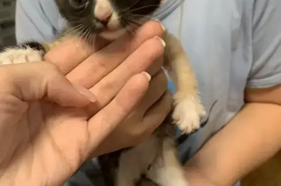 Найдена кошка, Смоленск, фото: Найдена кошка, Витебское шоссе, Смоленск