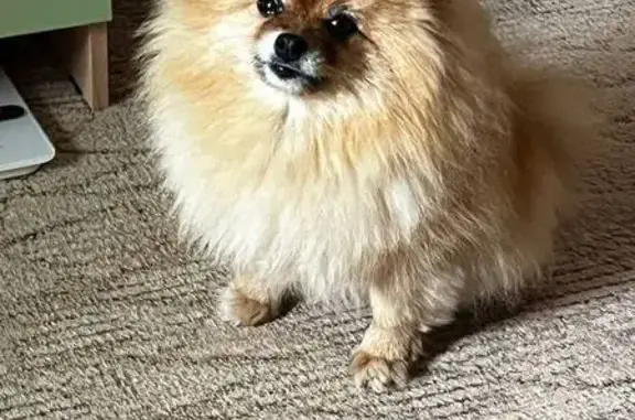 Пропала собака в Выльгорте, Коми