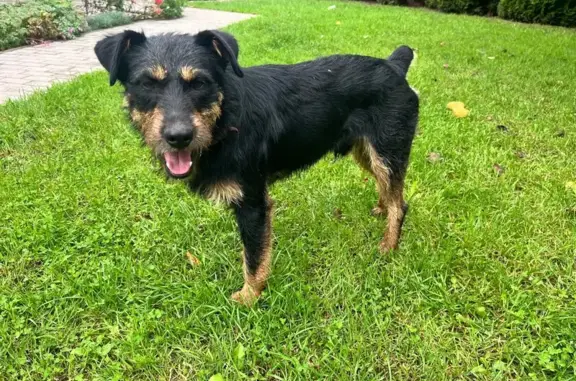 Найдена собака, , фото: Ягд терьер найден в Верхнем Мячково