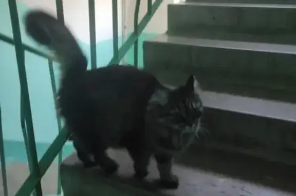 Кошка найдена, ул. Кадыкова 13, Чебоксары