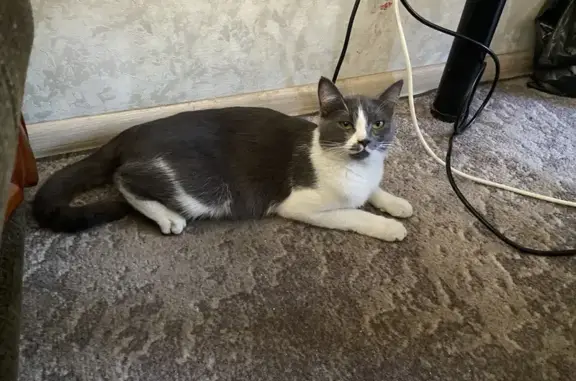 Найдена кошка, ул. Метальникова 3/1, Краснодар