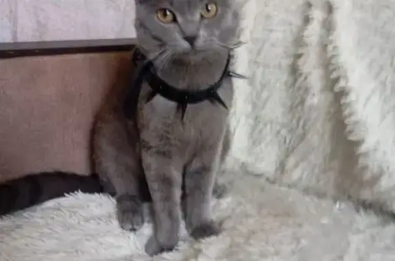 Кошки потеряшки, Тулун, фото: Потеряшка кошка, Пожарного 27, Тулун