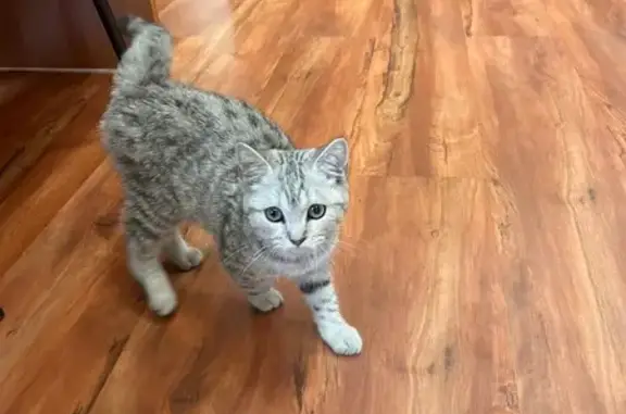 Кошка найдена: ул. Ленина, 15/22/16