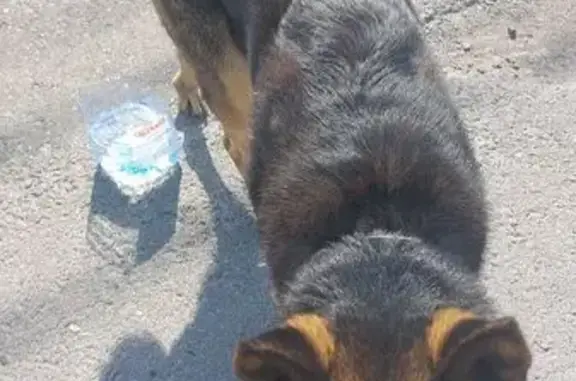 Найдена собака, Пятигорск, фото: Найдена собака, ул. Авиаторов, Пятигорск