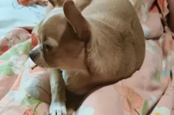 Собаки потеряшки, Рославль, фото: Потеряшка чихуахуа, Рославль, 17 микрорайон