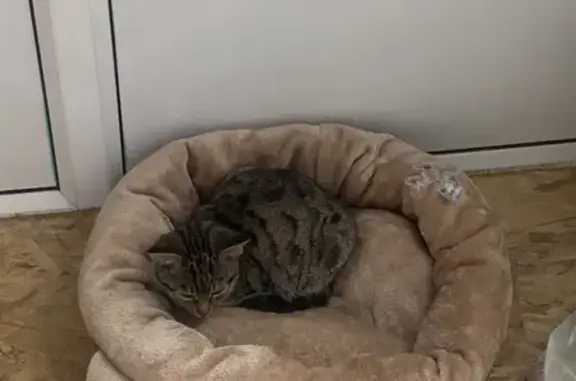 Найдена кошка: Чернышевского 111Б, Вологда