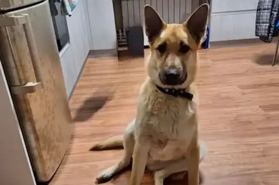 Пропала собака, Нагорная 50, Соликамск