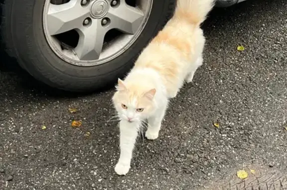 Найдена кошка, Санкт-Петербург, фото: Кошка под машиной, пр. Науки, СПб