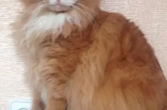 Кошки потеряшки, Ленинградская область, фото: Потеряшка рыжая кошка, Ропшинское СП