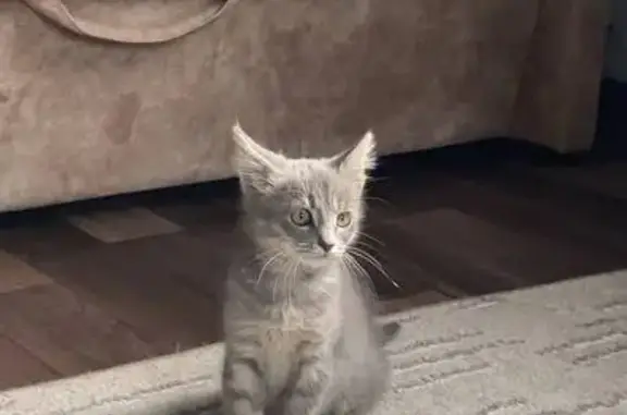 Кошки потеряшки, Чистополь, фото: Потеряшка кошка, ул. Пушкина, 107, Чистополь