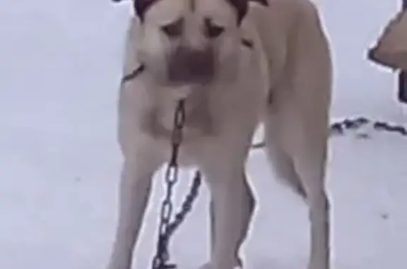 Собаки потеряшки, , фото: Потеряшка собака, г.о. Нижневартовск, Югра