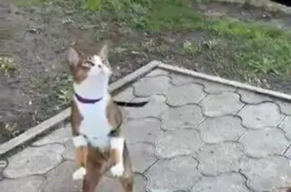 Кошки потеряшки, Ставрополь, фото: Потеряшка абиссинская кошка, Пушкина 65В