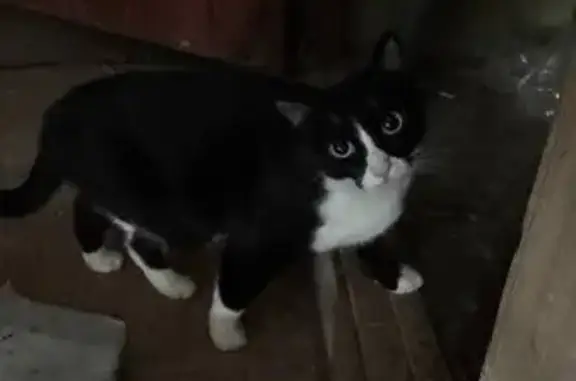 Кошка найдена: Просторная ул, 73Б, Екб