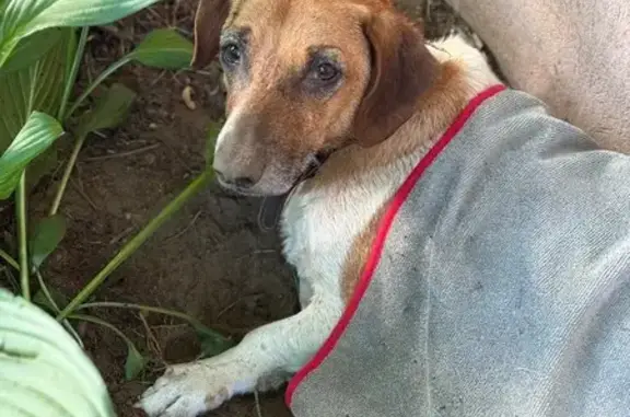 Собака найдена: ул. Ленина, 18/6, Малаховка