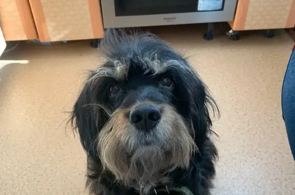 Пропала собака, Палкинская волость