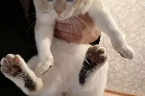 Пропала кошка, Мошково — Кайлы