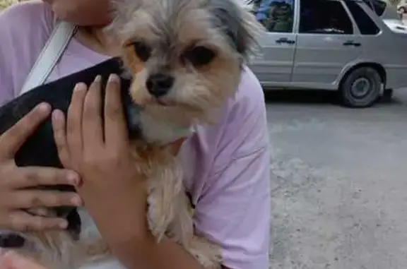 Найдена собака, Волгоград, фото: Найдена собака, ул. Кирова 135, Волгоград