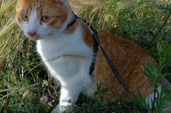 Кошки потеряшки, Красноярск, фото: Потеряшка кошка, ул. Инициаторов, 15