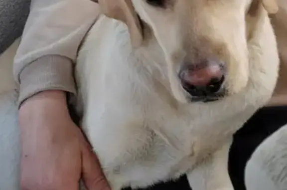 Собаки потеряшки, Арахлей, фото: Потеряшка собака в Арахлее, Забайкалье