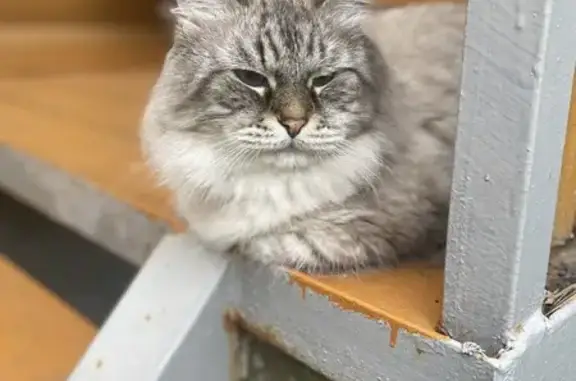 Кошки потеряшки, Тульская область, фото: Потеряшка кошка в Егнышевке, Тула