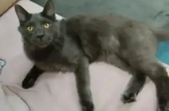 Пропала кошка, ул. Улуг Таг, 18