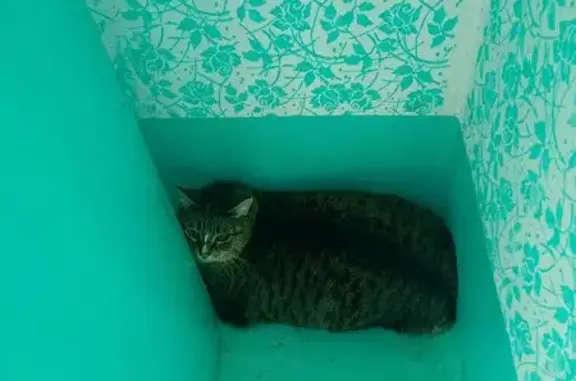 Найденные животные Новый Уренгой, фото: Кошка найдена в подъезде 2/1, Новый Уренгой