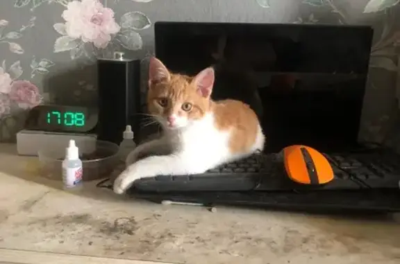 Кошки потеряшки, Киров, фото: Потеряшка кошка, Северная Набережная, 13