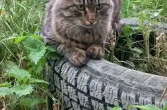 Найдена кошка, Нижний Новгород, фото: Кошка найдена: пр-кт Ленина, Н. Новгород