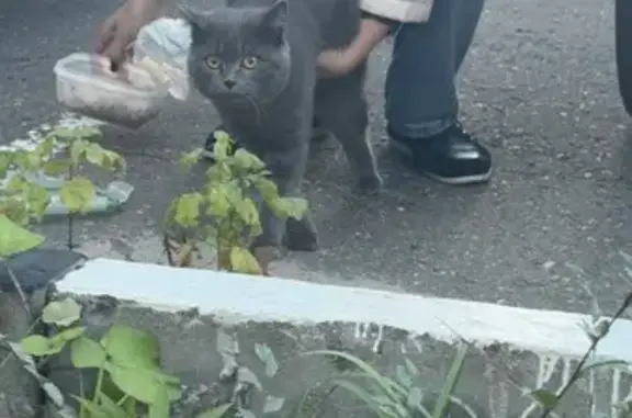 Кошка найдена: Щёлковское шоссе, 100 к20