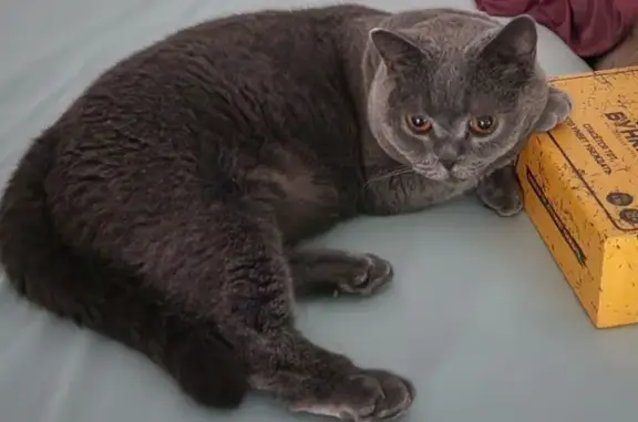 Потерянные животные Билимбай, фото: Пропал кот на ул. Мичурина, 5Б, Билимбай