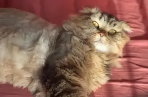 Пропала кошка, Парниковая 56, Самара