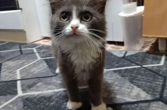 Кошка найдена: ул. Кирова, 250, Абакан