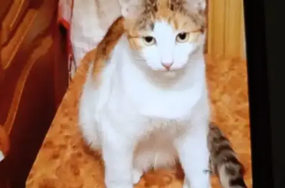 Пропала кошка, ул. 40 лет Октября, 12