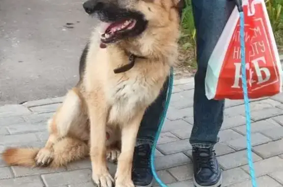 Найдена собака, Московская область, фото: Собака найдена в Нахабино, ЖК Малина