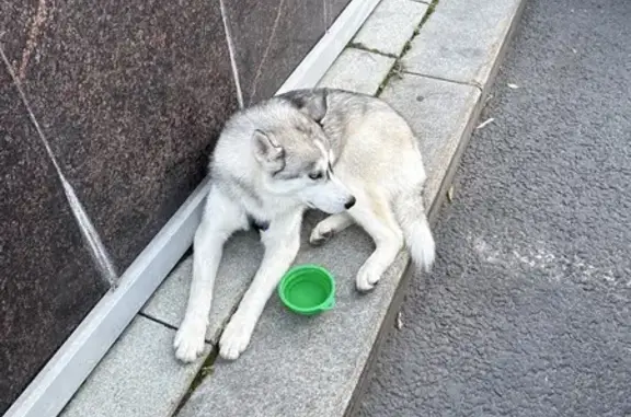 Собака найдена на Садовой-Триумфальной, Москва