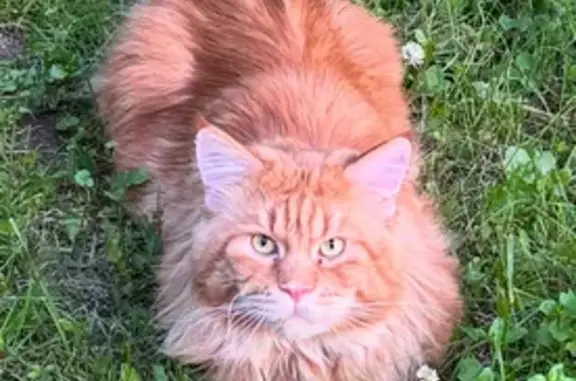 Кошки потеряшки, городской округ Верх-Нейвинский, фото: Потеряшка кошка, Еловая ул. 18, Верх-Нейвинский