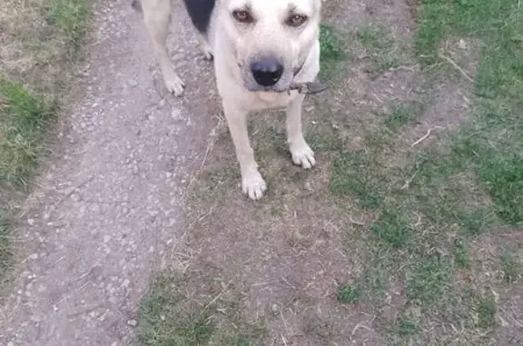 Найдена собака, Самарская область, фото: Собака найдена в СНТ Восход, Тольятти